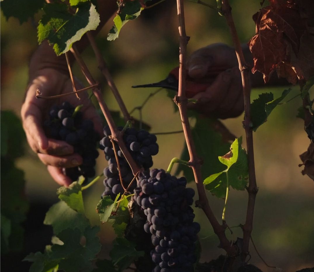 PAGE DOMAINE vigne Image Chêne Vert Un terroir unique en Vallée du Rhône
